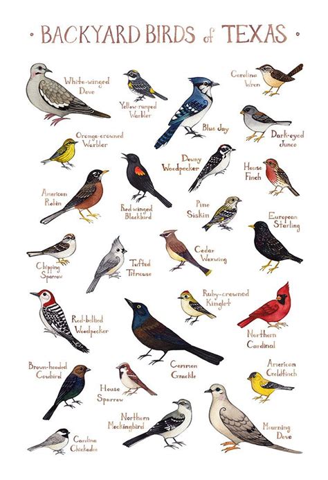 13x19 Art Print By Kate Dolamore Featuring The Top 25 Backyard Birds Of