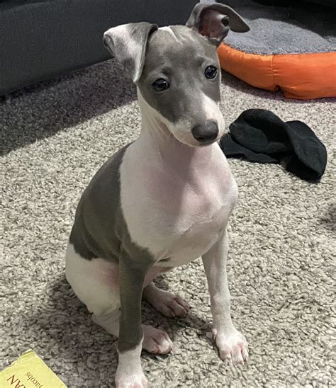 Italian Greyhound Puppies For Sale | Miami, FL #333485