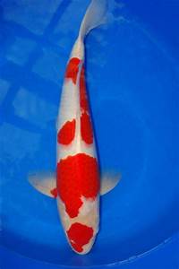 Koi Varieties Guide Hydrosphere The Koi Pond Experts