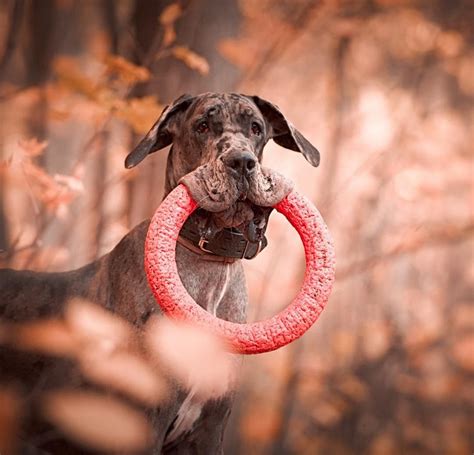 14 Incredible Facts About Great Danes That You Didnt Know The Paws