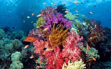 Ocean Seabed Coral With Sumptuous Colors Exotic Tropical Fish