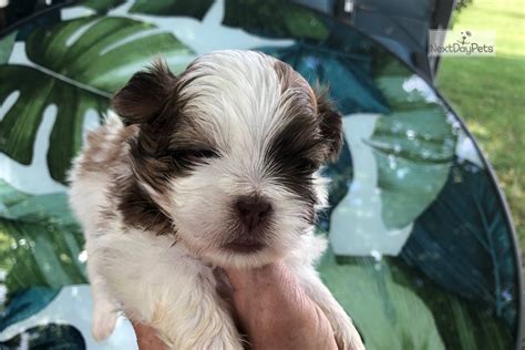 Welcome to tony's happy puppies! Teddy Bear: Shichon puppy for sale near Knoxville ...