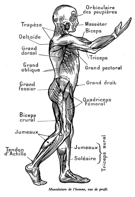 Source Rafdessinsfr Anatomie Musculaire Humaine Muscles