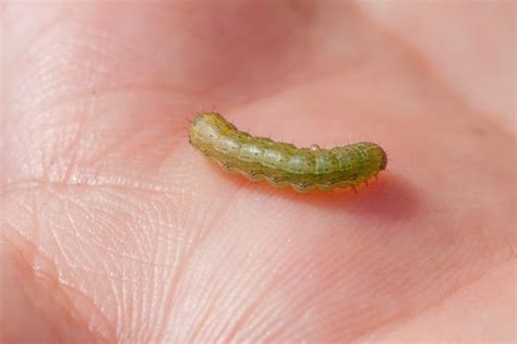 Garden Pests 9 Common Garden Pests And How To Get Rid Of Them Better