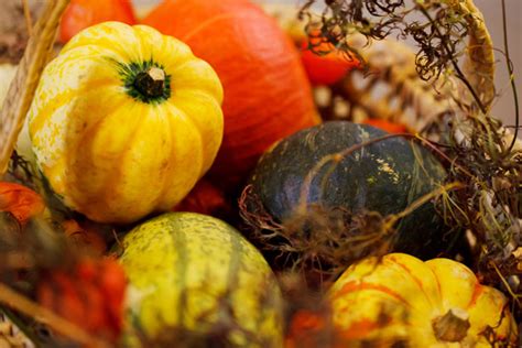Pumpkin Autumn Harvest Free Stock Photo Public Domain