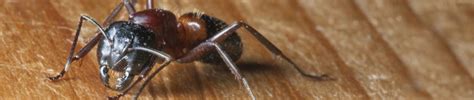 Ant Exterminator Carpenter Ant Exterminator Seattle