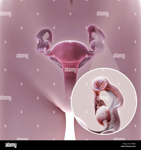 Sistema Reproductor Femenino Humano Fotografías E Imágenes De Alta Resolución Alamy