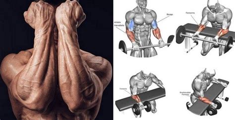 3 Best Forearm Exercises For All Time Ultimate Forearm Workout Mens