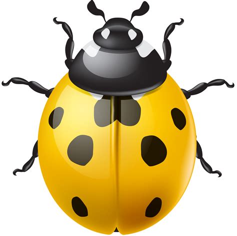 Ladybug clipart yellow ladybug, Ladybug yellow ladybug ...