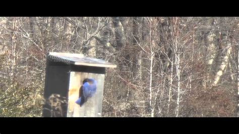 Eastern Bluebird Nesting Behavior Youtube