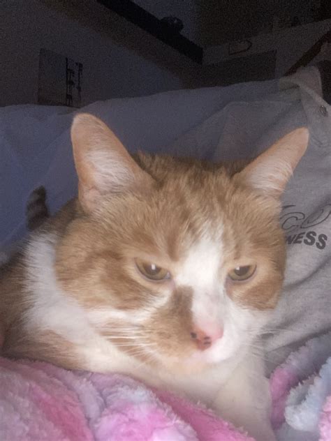 Missy The Bobtail On Twitter RT MulryanErin Happy Caturday From A Grumpy Foster Fred