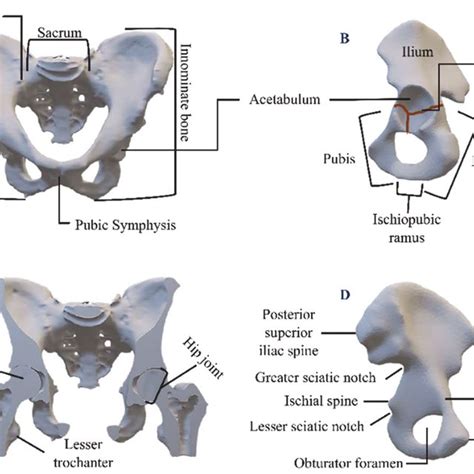 Judet Letournel Classification Of Acetabular Fractures Into Five