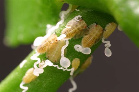 Asian Citrus Psyllid Nymphs Feeding Note The Red Eyespots And The Wax