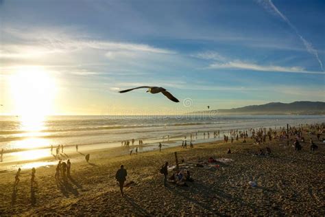 Drone Beautiful Shot Of Seagulls Flying Over Santa Monica Beach At