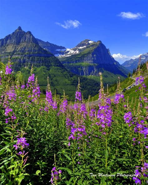 Wildflowers Glacier National Park Montana Glacier National Park Montana