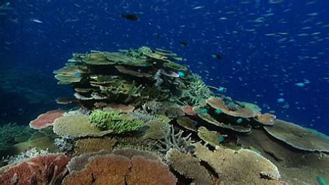 Bbc World Service Witness History Saving The Great Barrier Reef