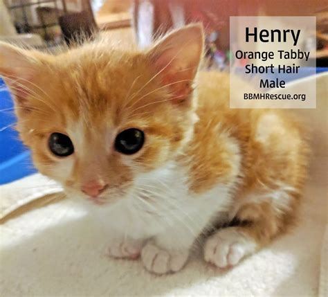 Meet Orange Tabby Rescue Kittens From Perris Ca Available For Cat