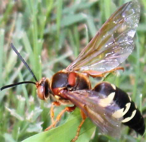 Cicada Killer Sphecius Speciosus Bugguidenet