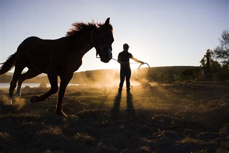 Learn The Basics Of Training Your Horse