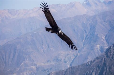 Condorul Andin Pasărea Uriașă Care Poate Zbura 5 Ore Fără Să Dea Din Aripi