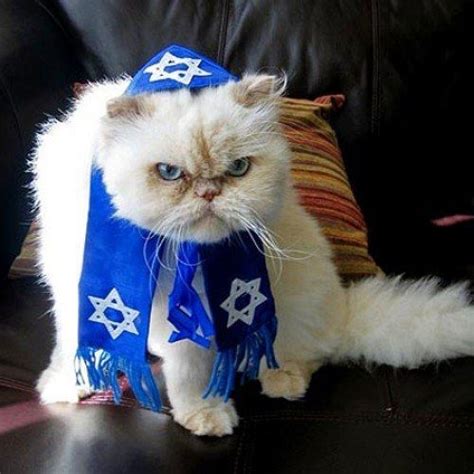 4 Things You Never Knew About Pets And Passover Cats Funny Animals