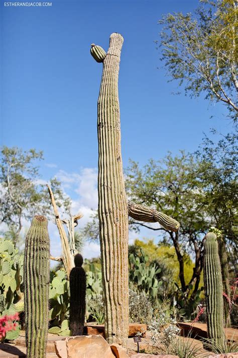Ethel m botanical cactus garden las vegas the ethel m cactus garden is 3 acres in size and contains over 300 species of plants and cacti. Ethel M Chocolate Factory and Botanical Cactus Gardens ...