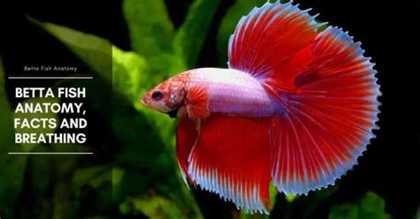 Betta Fish Anatomy Facts And Breathing The Aquarium Adviser