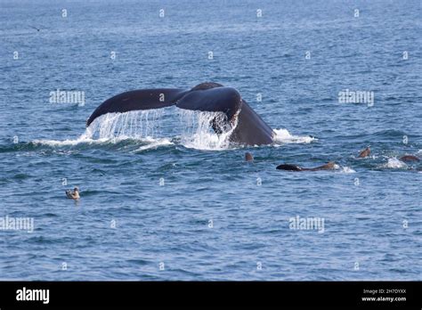 An Adult Humpback Whale Megaptera Novaengliae Deep Dives Into