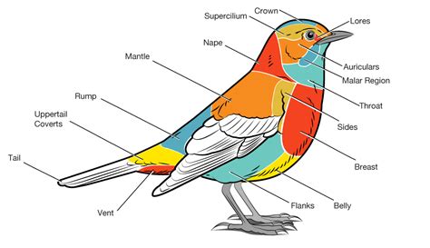 The Most Common Birds In The World