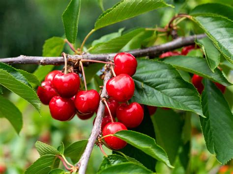 Enjoy Delicious Cherries From Your Garden Choosing Early Maturing