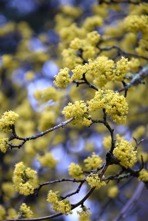 Flowering shrubs for cold climates. Cornelian Cherry Dogwood (Cornus mas) in Wilmette Chicago ...