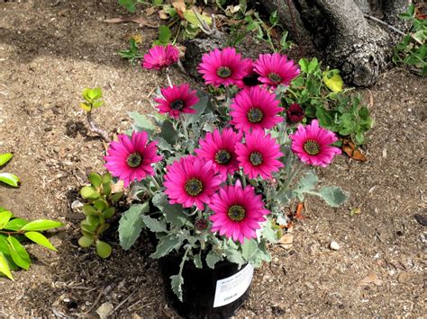 A Magenta Arctotis Fiori Primavera