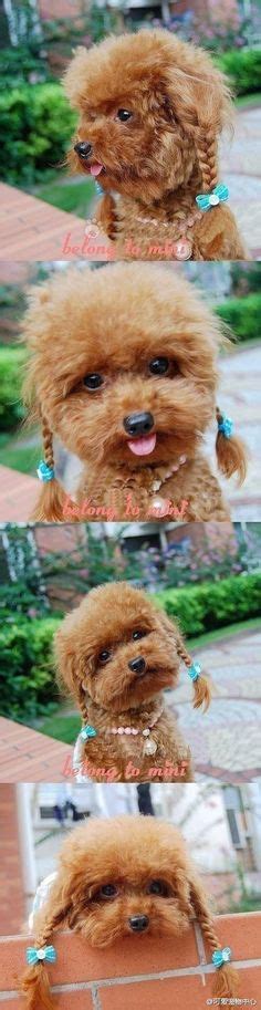 1000 Images About Poodle Cuts Clips And Styles On