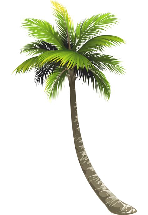 Coconut Trees Png Transparent Png