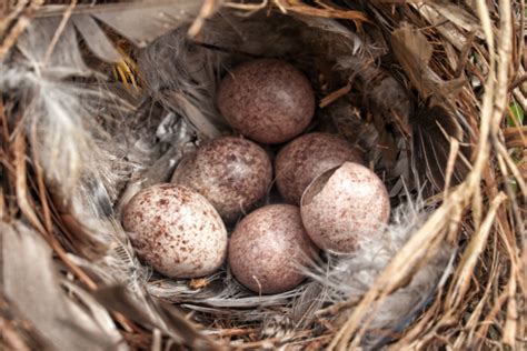 Bird Nesting Season What You Can Do To Help Birds Nesting In Hedges