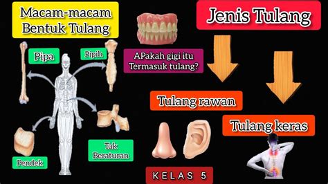 Gambar Torso Penyusun Tulang Rangka Manusia Pengertian Jenis Jenis Beserta