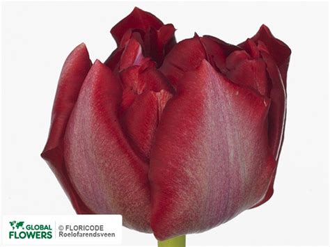 Photo Tulipa Double Early Grp Montreux Rouge Global Flowers