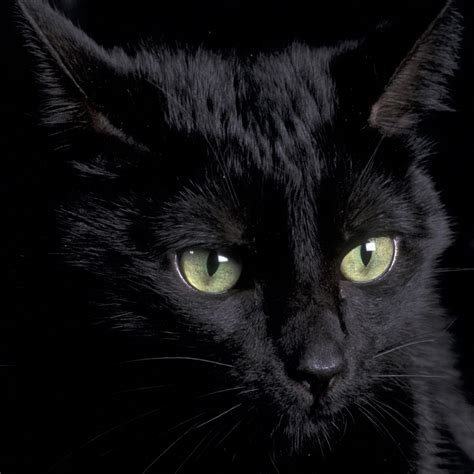 Black Cat Wallpapersc Smartphone