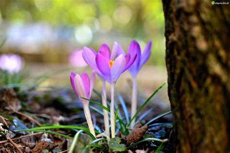 Zdjęcie Wiosenne, Kwiaty, Jasnofioletowe, Krokusy
