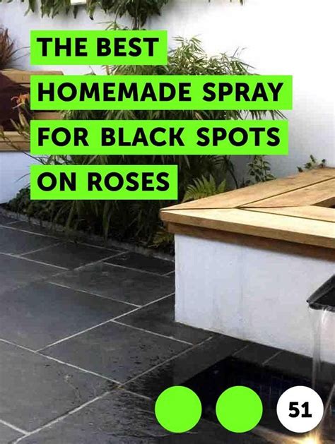 Learn The Best Homemade Spray For Black Spots On Roses How To Guides