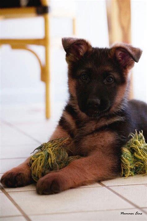 Black And Red German Shepherd Puppy Gsd Animals Pinterest German