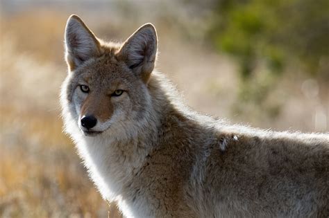 Wild Paws Sanctuary Coyote