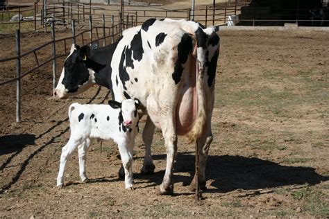 the wife of a dairyman ~ churned in cali brand new calf