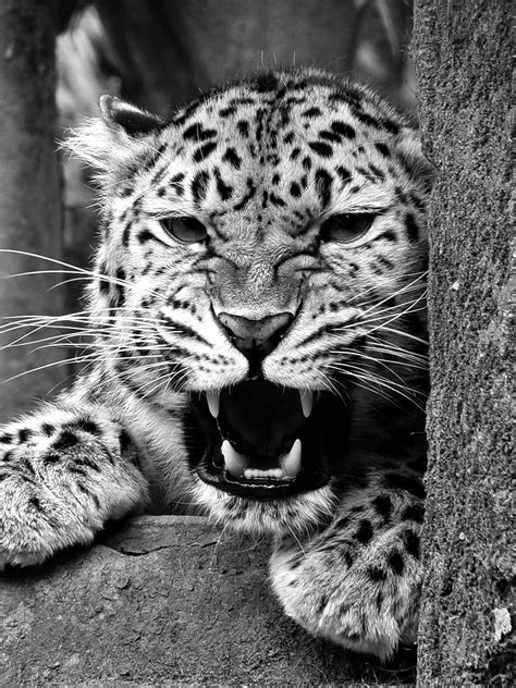 Amur Leopard Photography Amur Leopard Belle Photo Zoo Cats