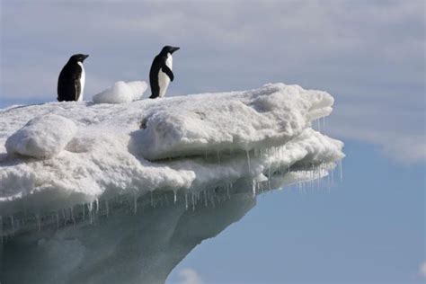 Adélie Penguins On An Iceberg With Icicles At Brown Bluff Brown Bluff