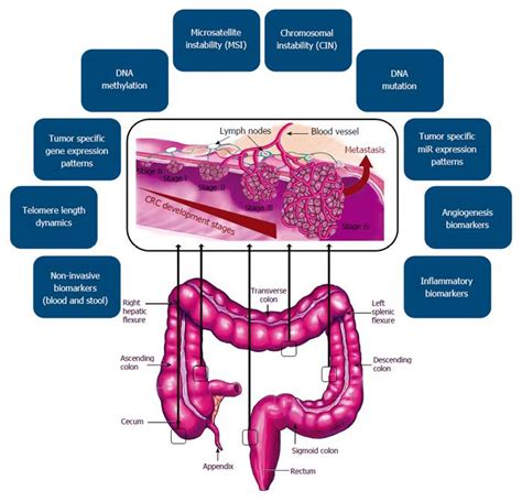 New Trends In Molecular And Cellular Biomarker Discovery For Colorectal Cancer