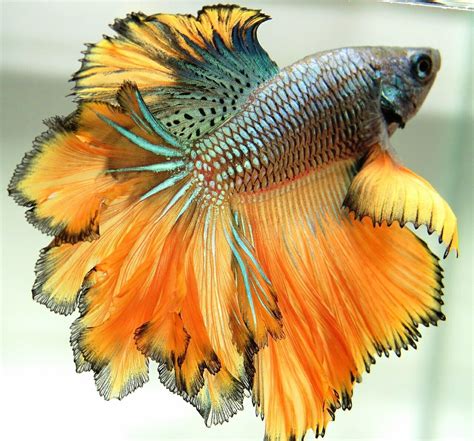 Type Of Betta Fish If You Are Like Me And Have A Strong Passion For