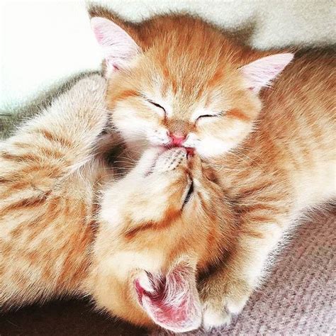 Pin By R2 On ️ Cats Kitty Kisses In 2020 Kitty Kisses Cats Animals