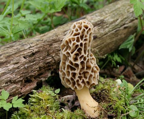 Top 10 Tips for Finding Morel Mushrooms