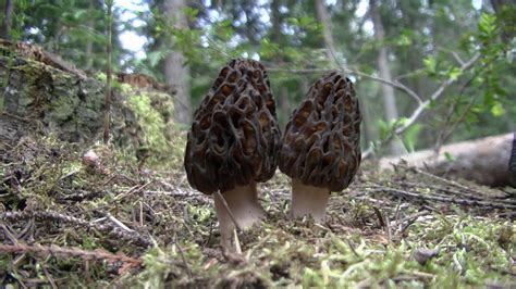 Harvesting And Cooking Morel Mushrooms Youtube